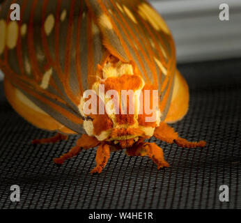 Gran Regal falena o Citheronia Regalis sbarcati sulla finestra schermo Foto Stock