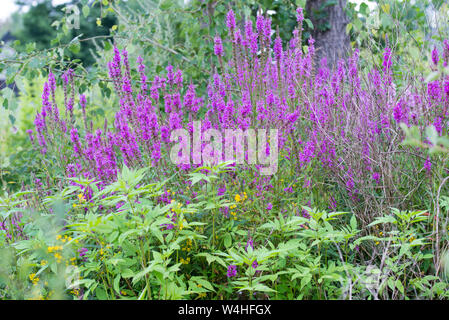 Lythrum salicaria, viola fiori loosestrife closeup Foto Stock