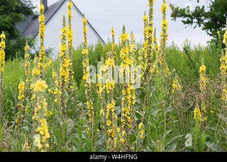 Molène lychnitis, mullein, impianto di velluto fiori gialli closeup Foto Stock