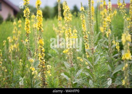 Molène lychnitis, mullein, impianto di velluto fiori gialli closeup Foto Stock