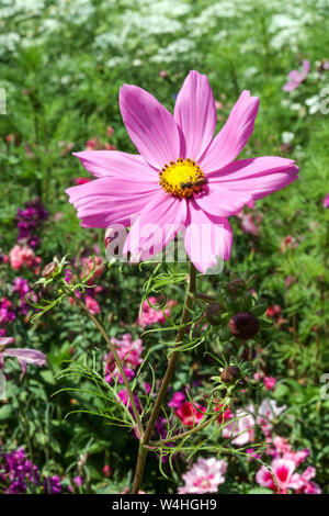 Giardino Cosmos bipinnatus, fiore rosa ritratto in giardino Foto Stock