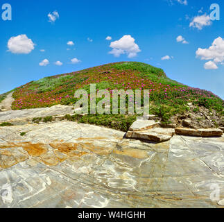 Fioritura estiva rock hill su Ocean Shore Carpobrotus con fiori di colore rosa e azzurro del cielo. Foto Stock