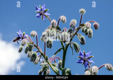 Borragine, Borago officinalis, ape flying herb Foto Stock