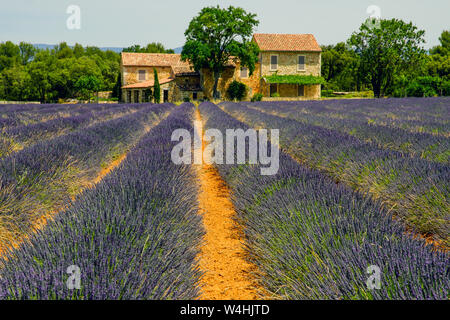 Agriturismo e campo di lavanda, Bonnieux, Provence-Alpes-Côte d'Azur, in Francia. Foto Stock