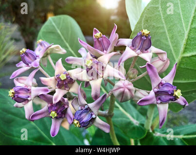 Fioritura del fiore di corona calotropis gigantea sull albero. Foto Stock