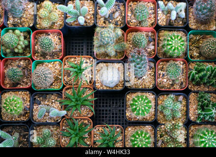 Gruppo di molti cactus nel vaso, un cactus è un membro della famiglia di piante Cactaceae. Foto Stock