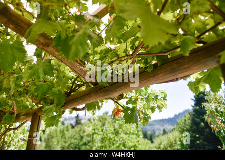 Grappoli di uva appeso a una vite su un pergolato. Mandrino con uve coltivate Foto Stock