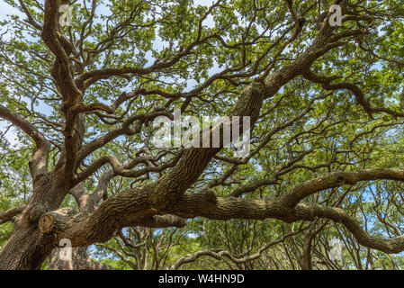 Grande costa sud vivono i tronchi di quercia (Quercus virginiana) Holden Beach, Carolina del Nord Foto Stock