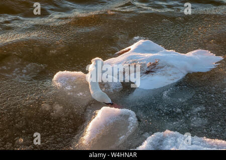 Cigno morto in acqua Foto Stock