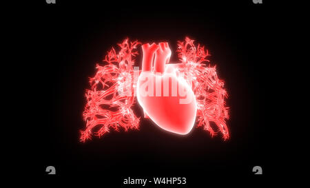 Cuore umano anatomia Foto Stock