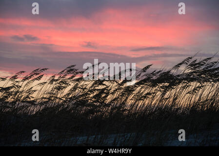 Erba al vento su una spiaggia al tramonto, Holden Beach, Carolina del Nord, Stati Uniti Foto Stock