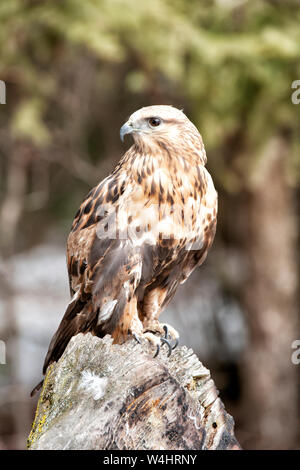 Nord America; Stati Uniti; Montana; fauna; uccelli predatori;; rapaci; sgrossatura di zampe; Hawk Buteo Lagopus Foto Stock