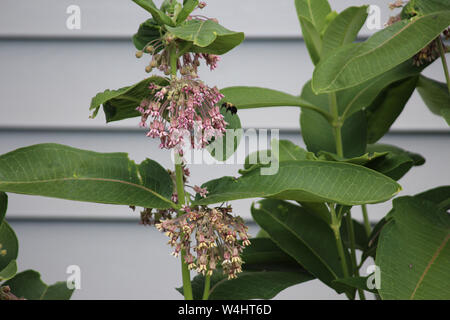 Un bumblebee raccogliere il polline dei fiori su un comune impianto Milkweed in Wisconsin, USA Foto Stock