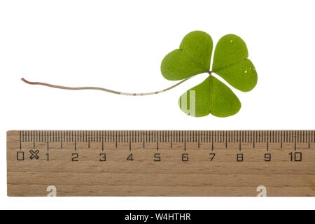 Sauer-Klee, Wald-Sauerklee, Waldsauerklee, Sauerklee, Oxalis acetosella, Hasensalat, Herzklee, Herrgottsbrot, legno comune Sorrel, legno Sorrel, Oxalide Foto Stock