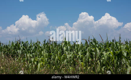 Paesaggio con cornfield a Huamantla, Messico Foto Stock