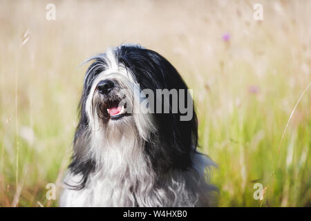 Ritratto di felice Tibetan Terrier cane godendo la luce del sole e all'aperto, il fuoco selettivo Foto Stock