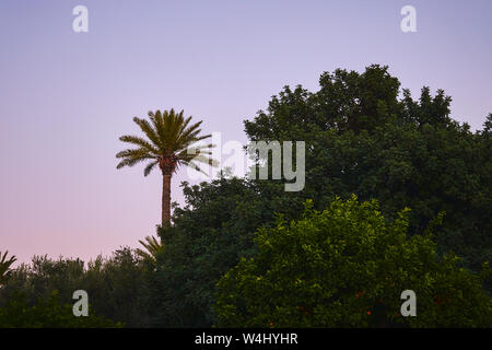 Un albero di palma presso la foresta dopo il tramonto con cielo rosa in background in Marocco Foto Stock