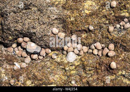 Gruppo di mare winkle sulla roccia a bassa marea. Seashell commestibili. Littorina littorea. La Galizia, Spagna Foto Stock