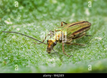 Thick-gambe coleottero di fiori, Oedemera nobilis, femmina Foto Stock