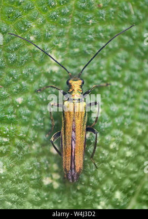 Thick-gambe coleottero di fiori, Oedemera nobilis, femmina Foto Stock