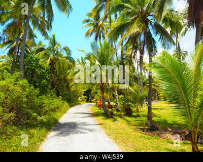 Percorso lungo Palme su un isola tropicale Foto Stock