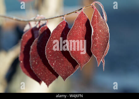 Foglie rosse in autunno Chokecherry albero in Alaska Foto Stock