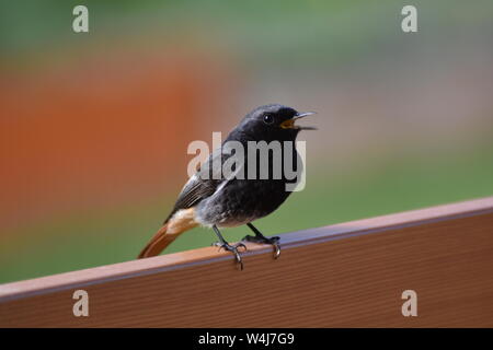 Hausrotschwanz, Rotschwanz, Vogel, Singvogel, Alpenraum, Fliegenschnapper, Nischenbrüter, Gebirge, Siedlungsgebiet, Insekten, Frühling, Sommer, passer Foto Stock