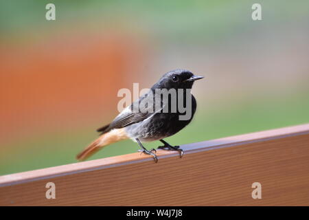 Hausrotschwanz, Rotschwanz, Vogel, Singvogel, Alpenraum, Fliegenschnapper, Nischenbrüter, Gebirge, Siedlungsgebiet, Insekten, Frühling, Sommer, passer Foto Stock