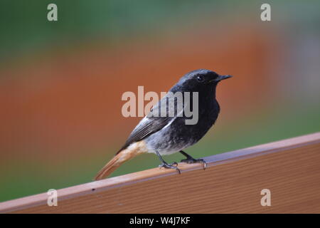 Hausrotschwanz, Rotschwanz, Vogel, Singvogel, Alpenraum, Fliegenschnapper, Nischenbrüter, Gebirge, Siedlungsgebiet, Insekten, Frühling, Sommer, passer Foto Stock