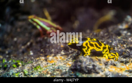 Primo piano di un giallo veleno nastrati rana dart e tropicale di specie di anfibi dalla foresta pluviale di America Foto Stock