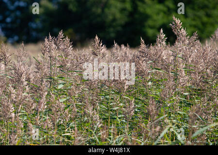 Sfocata canneti di soffici brown spikelets sullo sfondo di una offuscata foresta verde. I gambi sono verdi. Messa a fuoco selettiva Foto Stock