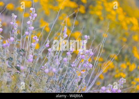 Deserto fiori selvatici in fiore. In Arizona. Foto Stock