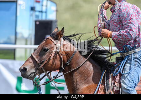 Calpaccio al Kainai Rodeo di Standoff, Alberta Canada Foto Stock