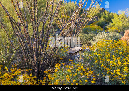 Deserto fiori selvatici in fiore. In Arizona. Foto Stock