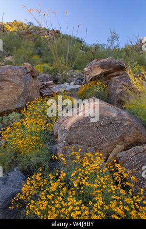 Marana, nei pressi di Tucson, Arizona. Foto Stock