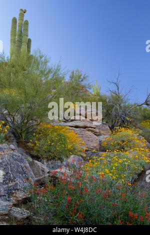 Marana, nei pressi di Tucson, Arizona. Foto Stock