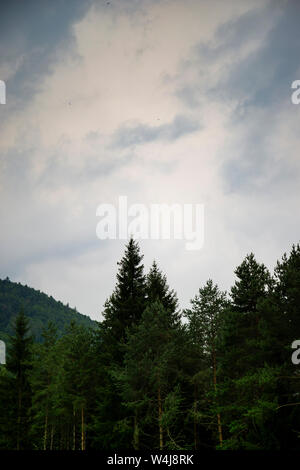 Sullo sfondo delle montagne con tree tops in primo piano sotto un grigio cielo moody. Colpo verticale. Foto Stock