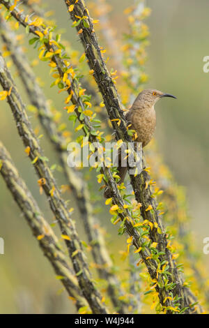 La curva-fatturati thrasher, Arizona. Foto Stock