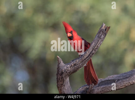 Maschio Cardinale del Nord in Arizona Foto Stock