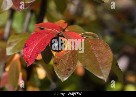 Un Acino su una boccola di autunno Foto Stock