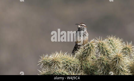 Cactus Wren (Campylorhynchus brunneicapillus) in Arizona Foto Stock