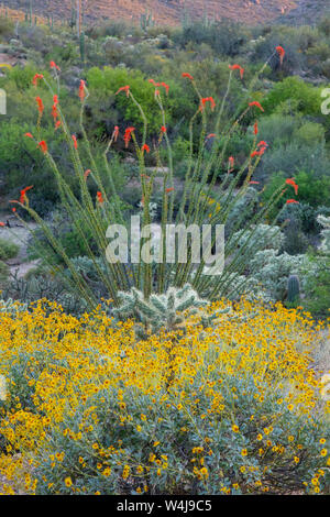 Deserto fiori selvatici, Arizona. Foto Stock