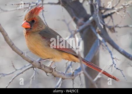 Cardinale settentrionale femminile in Arizona Foto Stock