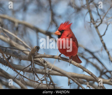 Maschio Cardinale del Nord in Arizona Foto Stock