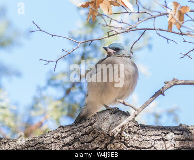 Mexican Jay in Arizona Foto Stock