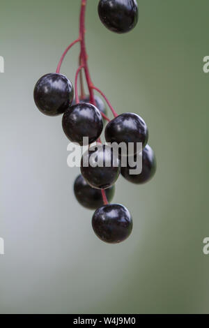 Autunno bacche sulla struttura Chokecherry in Alaska Foto Stock