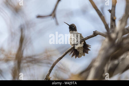 Nero-chinned Hummingbird in Arizona Foto Stock
