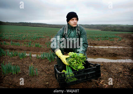 05.01.2006 - Daffodil picker a Pendarves Farm nel West Cornwall, Regno Unito. Foto Stock