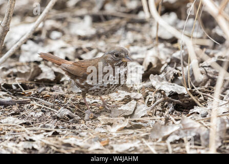 Un volpe sparrow in Arizona Foto Stock