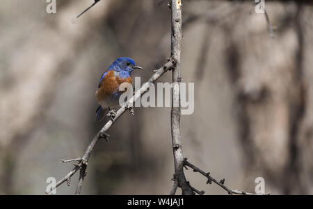 Western Bluebird in Arizona Foto Stock